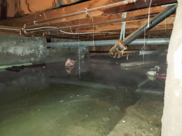 Best Flood damage cleanup  in Louisburg, KS